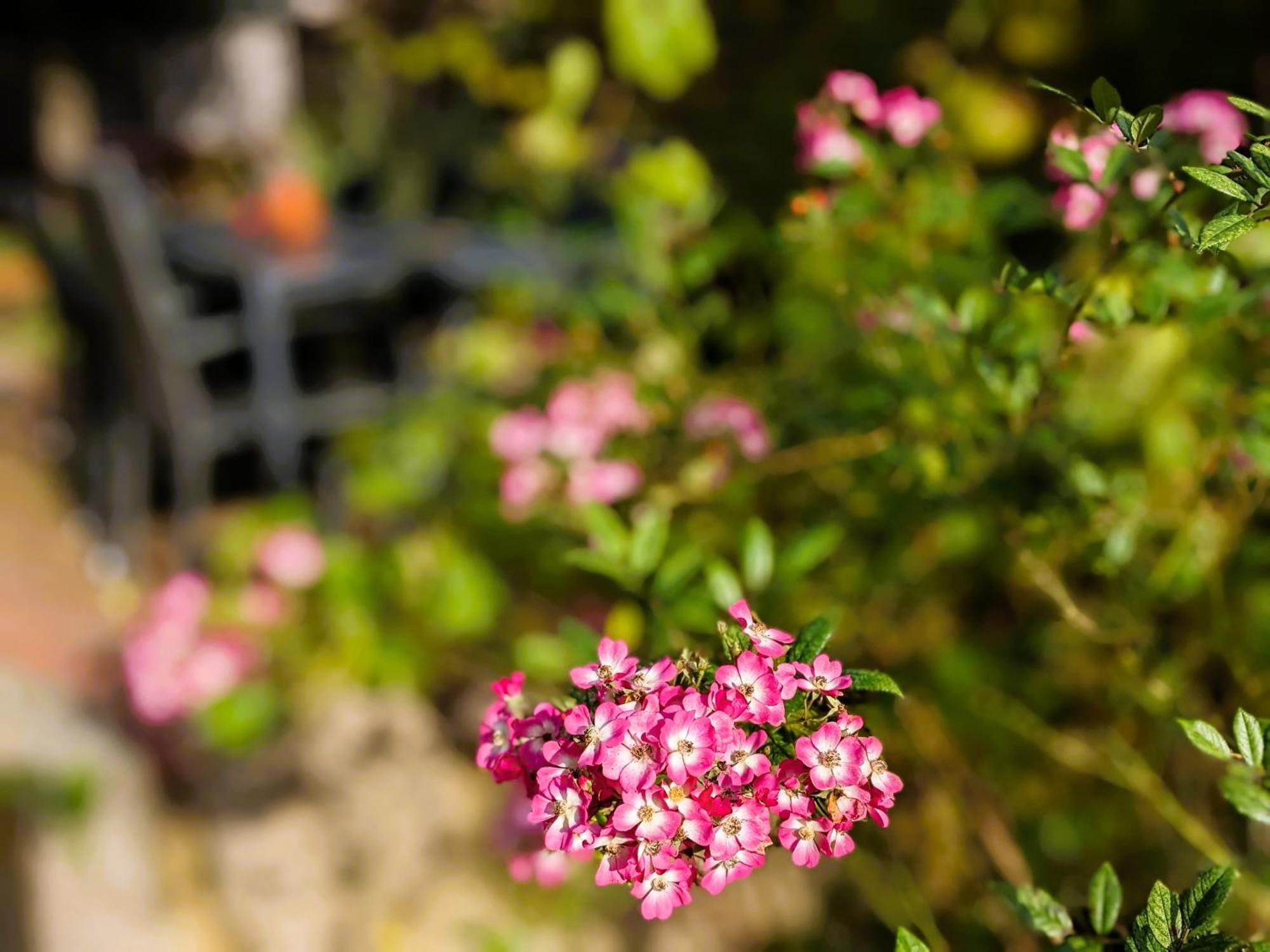 Ferienhaus Salvia Gremersdorf-Buchholz Bagian luar foto
