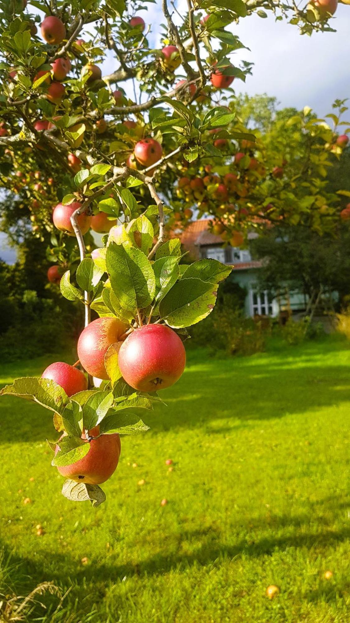 Ferienhaus Salvia Gremersdorf-Buchholz Bagian luar foto
