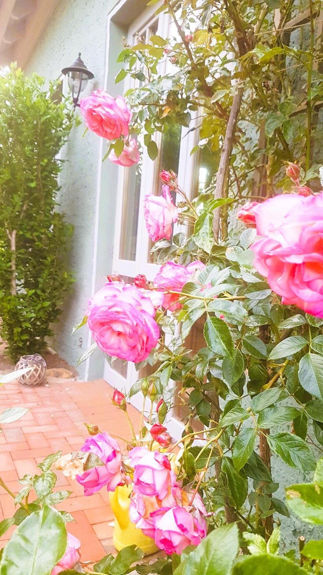 Ferienhaus Salvia Gremersdorf-Buchholz Bagian luar foto