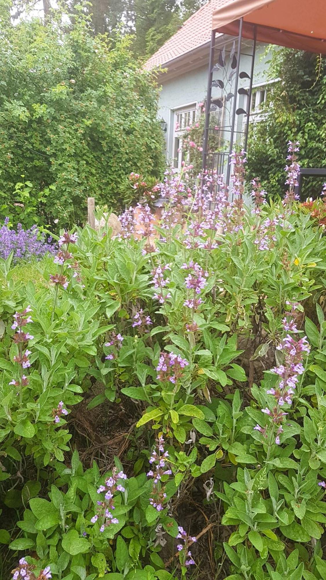 Ferienhaus Salvia Gremersdorf-Buchholz Bagian luar foto